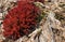 Flowers Rhodiola rosea roseroot mountains