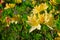 Flowers of rhododendron against the background of the summer garden