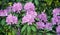 Flowers of rhododendron in blooming time in full bloom