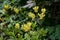 Flowers of rhododendron japonicum