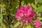 Flowers rhododendron japonicum azalea plant
