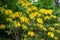 Flowers rhododendron luteum plants