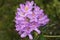 The flowers of a Rhododendron shrub growing in a garden in the UK.