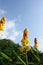 Flowers of Ringworm Bush (Senna alata)