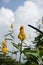 Flowers of Ringworm Bush (Senna alata)