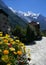 Flowers River Arve Chamonix-Mont-Blanc French Alps