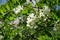 Flowers of Robinia pseudoacacia tree in May