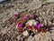 Flowers Rocks pink red clifts