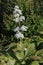 Flowers of Rodgersia podophylla