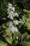 Flowers of Rodgersia podophylla