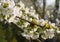 Flowers of romantic cherry blossom blooming over a springtime background