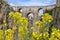 Flowers in Ronda, Andalusian town in Spain at the Puente Nuevo Bridge over the Tajo Gorge, pueblo blanco