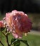 Flowers of the rose `Abraham Darby` `Valley of Roses` - Kislovodsk, Russia, Europe.