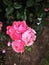 Flowers, rose, pink, my favourite flowers, park in city, tourism
