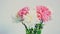 Flowers, rotation on white background, floral composition consists of Carnation