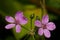 Flowers of roundleaf geranium.