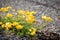 Flowers on runway - life on asphalt