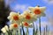 Flowers of rush daffodil in bloom against sky