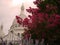 Flowers of Sacre Coeur, Montmartre.