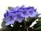 Flowers of Saintpaulia African Violet