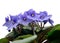 Flowers of Saintpaulia African Violet