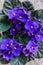 Flowers of Saintpaulia African Violet house plant