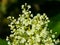 Flowers on Sakhalin knotweed or Reynoutria sachalinensis close-up with bokeh background, selective focus, shallow DOF