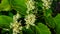 Flowers on Sakhalin knotweed or Reynoutria sachalinensis close-up with bokeh background, selective focus, shallow DOF