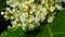 Flowers on Sakhalin knotweed or Reynoutria sachalinensis close-up with bokeh background, selective focus, shallow DOF