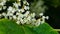 Flowers on Sakhalin knotweed or Reynoutria sachalinensis close-up with bokeh background, selective focus, shallow DOF