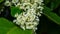 Flowers on Sakhalin knotweed or Reynoutria sachalinensis close-up with bokeh background, selective focus, shallow DOF