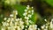 Flowers on Sakhalin knotweed or Reynoutria sachalinensis close-up with bokeh background, selective focus, shallow DOF