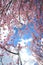 Flowers Sakura flowering with blue sky