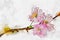 Flowers sakura spring pink blossoms watercolor