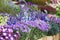 Flowers for sale at a Dutch flower market,