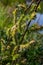 Flowers of Salix viminalis in sunny day. Blossom of the basket willow in the spring. Bright common osier or osier. Female