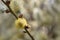 The flowers of the salix willow are collected in dense earring inflorescences in early spring. Ornamental shrub for the garden.