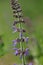 The flowers of Salvia miltiorrhiza are in full bloom