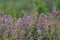 The flowers of Salvia miltiorrhiza are in full bloom