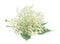 Flowers of Sambucus. Flowering branch of elderberry with leaves isolated on white background