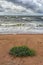 Flowers on a sandy beach in a storm