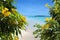 Flowers on sandy beach with tropical island in background