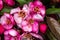 Flowers of Sargent Crabapple