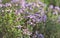 flowers of a savory plant blooming in a garden