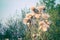 Flowers Saw-wort Serratula coronata after flowering