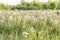 Flowers Saw-wort Serratula coronata after flowering