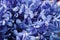Flowers scene - fresh blue color Orchid flowers in market