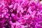 Flowers scene - fresh purple violet color Orchid flowers in market