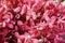 Flowers scene - fresh red  color Orchid flowers in market