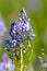 The flowers of the Scilla litardierei, the amethyst meadow squill